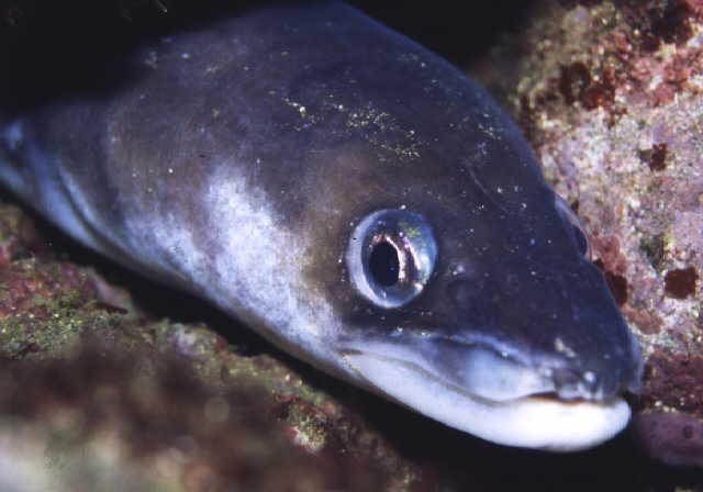 Conger japonicus